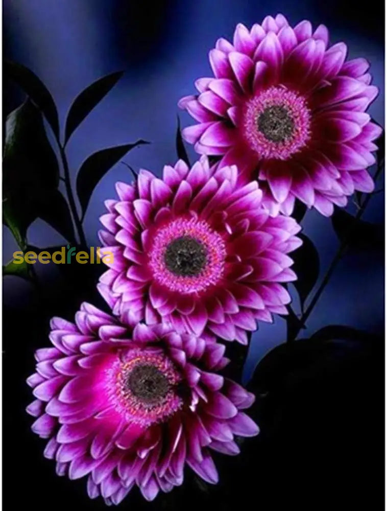 Purple Sunflower Seeds - Enchanting Blooms For Your Garden Best Selling