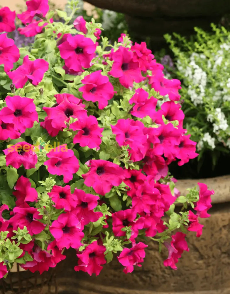 Purple Surfinia Planting Seeds - Perfect For Colorful Blooms Flower