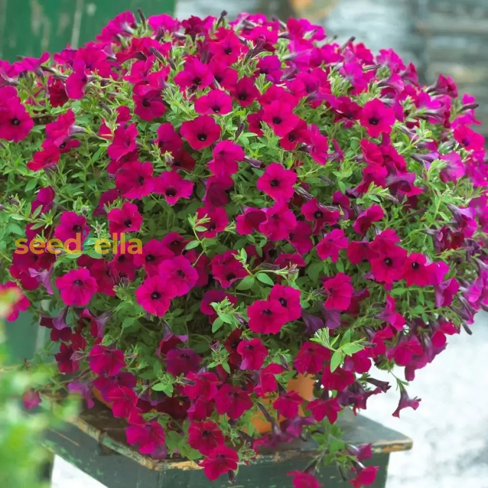 Purple Surfinia Planting Seeds - Perfect For Colorful Blooms Flower