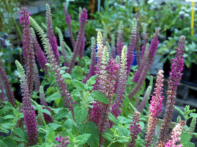 Purple Tails Wood Sage plants from seeds thriving in sunny garden borders