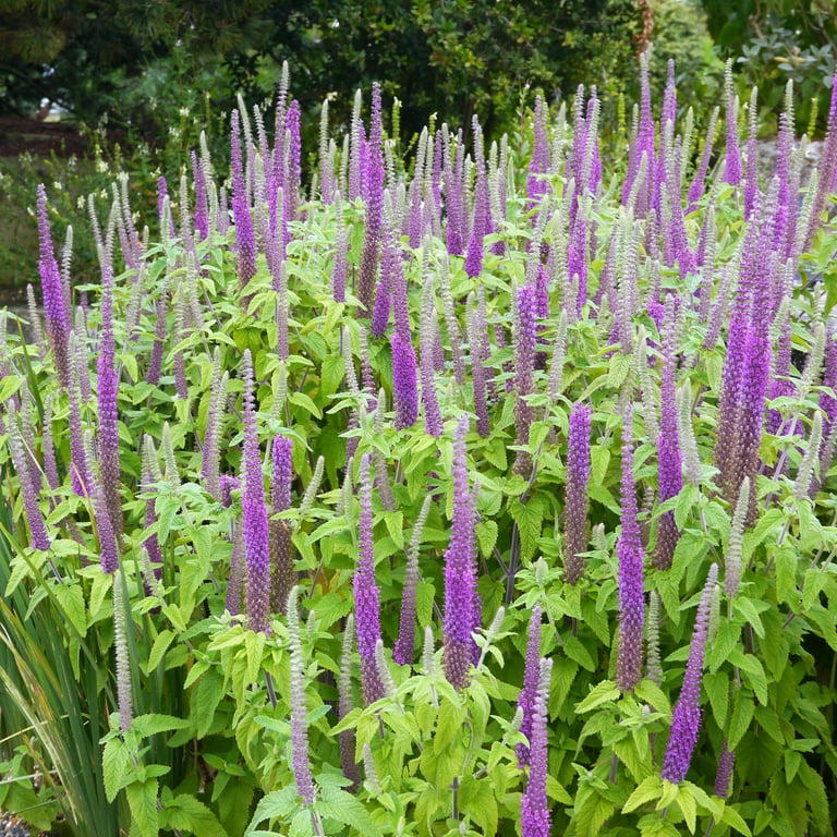 Long-blooming reddish purple Wood Sage flowers from seeds