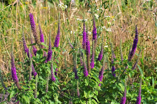 Purple Tails Wood Sage seeds Teucrium hyrcanicum producing reddish purple flower spikes