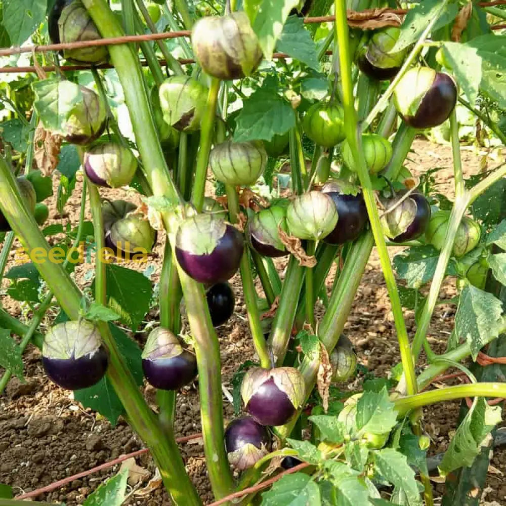 Purple tomatillo seeds for planting non GMO heirloom