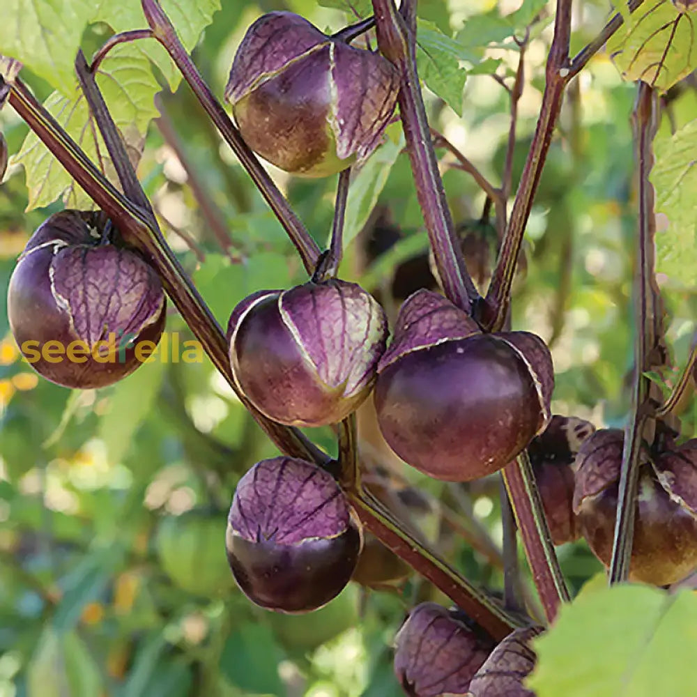 Purple Tomatillo seeds for planting in home gardens