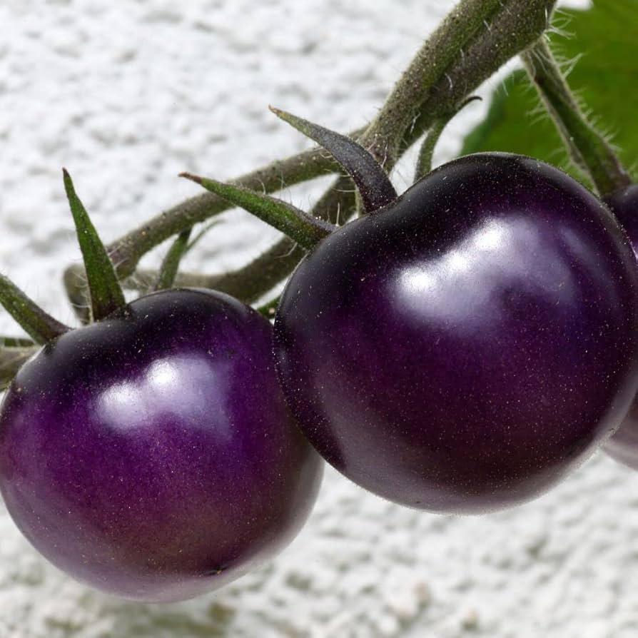 Planting guide for purple tomato seeds