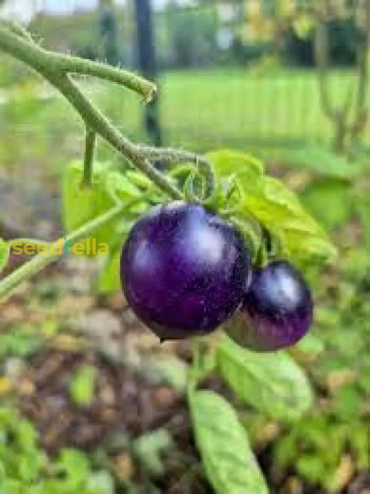 Purple Tomato Seeds For Planting Vegetable Seeds