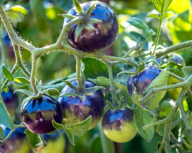 Purple tomato seeds heirloom variety for home gardening