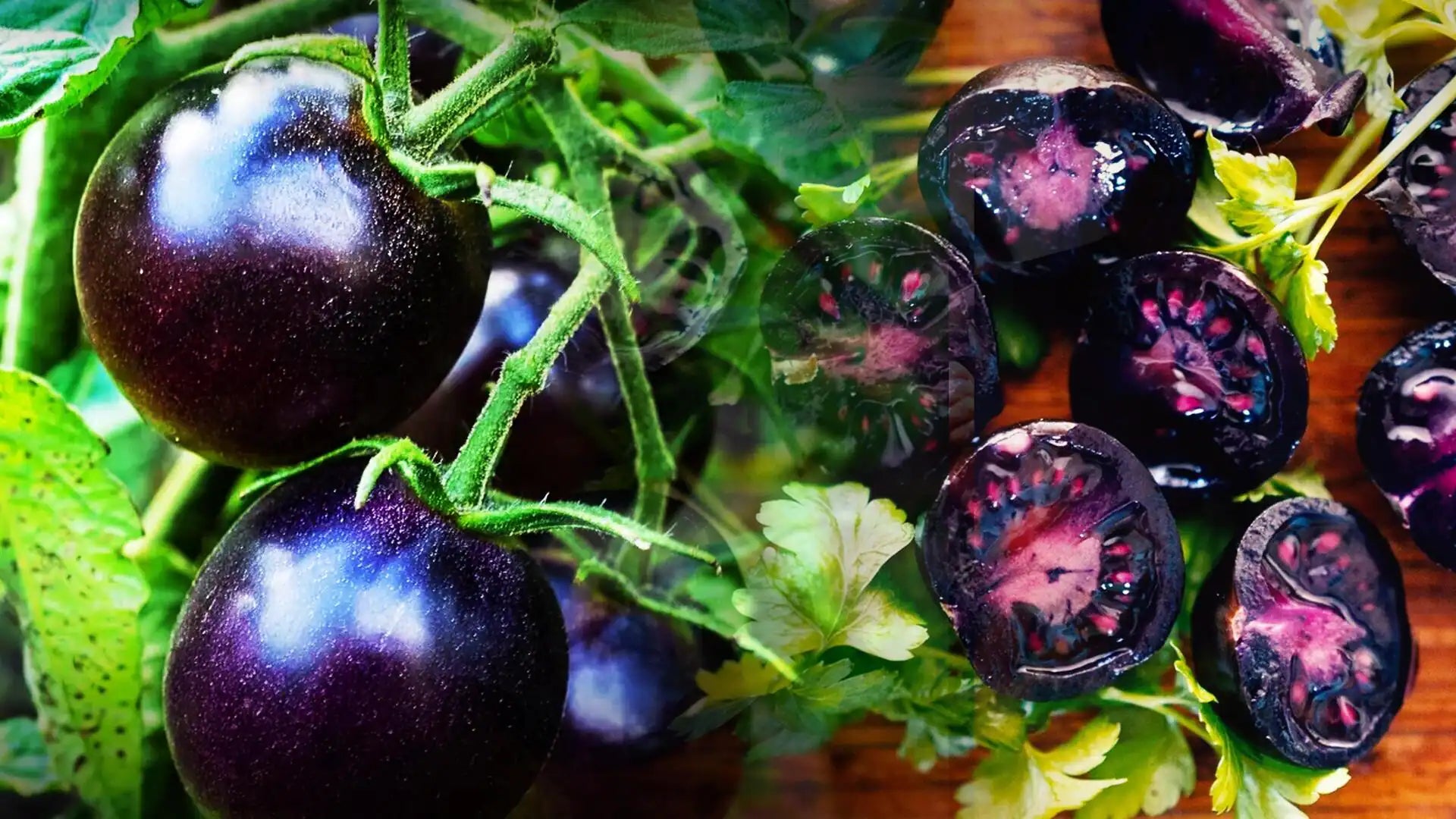 Purple tomato seeds ideal for home vegetable gardens