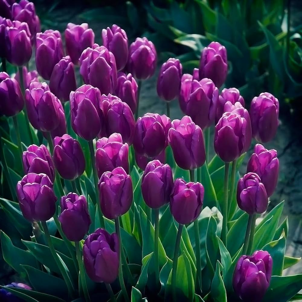 Purple Tulip Bulb Flower Seeds for Planting