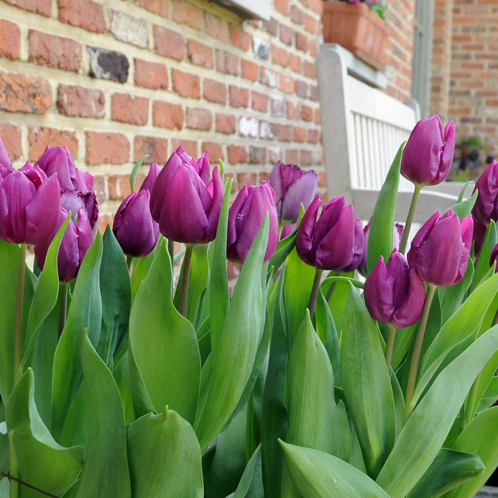 Purple Tulip Flower Seeds for Easy Garden Planting