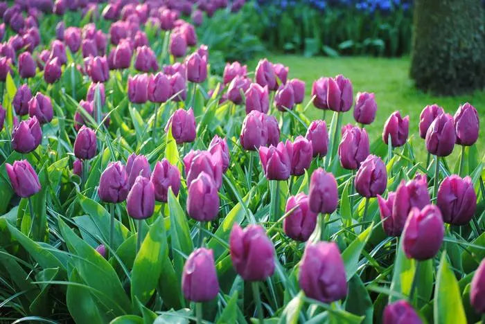 Elegant Purple Tulips Growing in Garden Borders