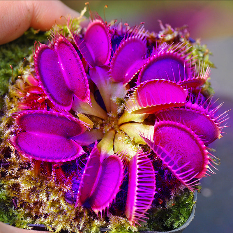 Purple Venus Flytrap live carnivorous plant