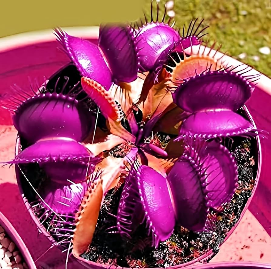 Purple Venus Flytrap displayed in a terrarium