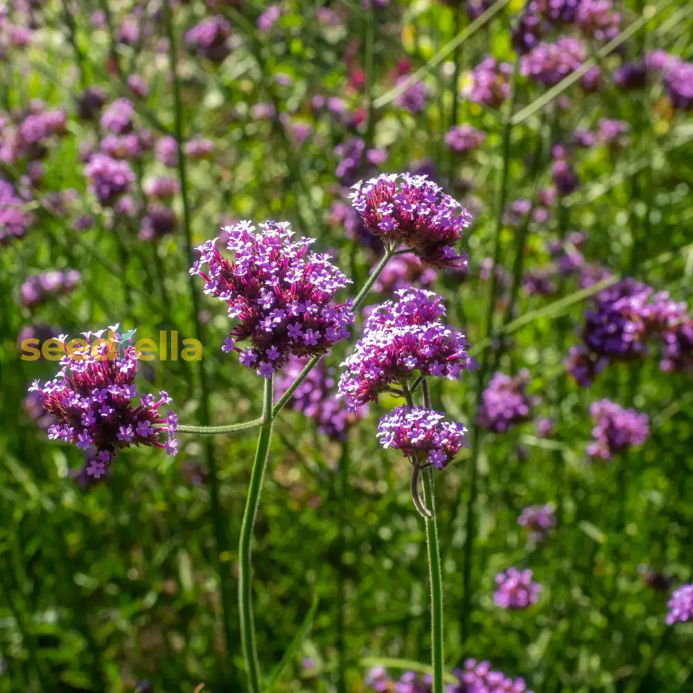 Purple Verbena Flower Seeds For Vibrant Garden Planting