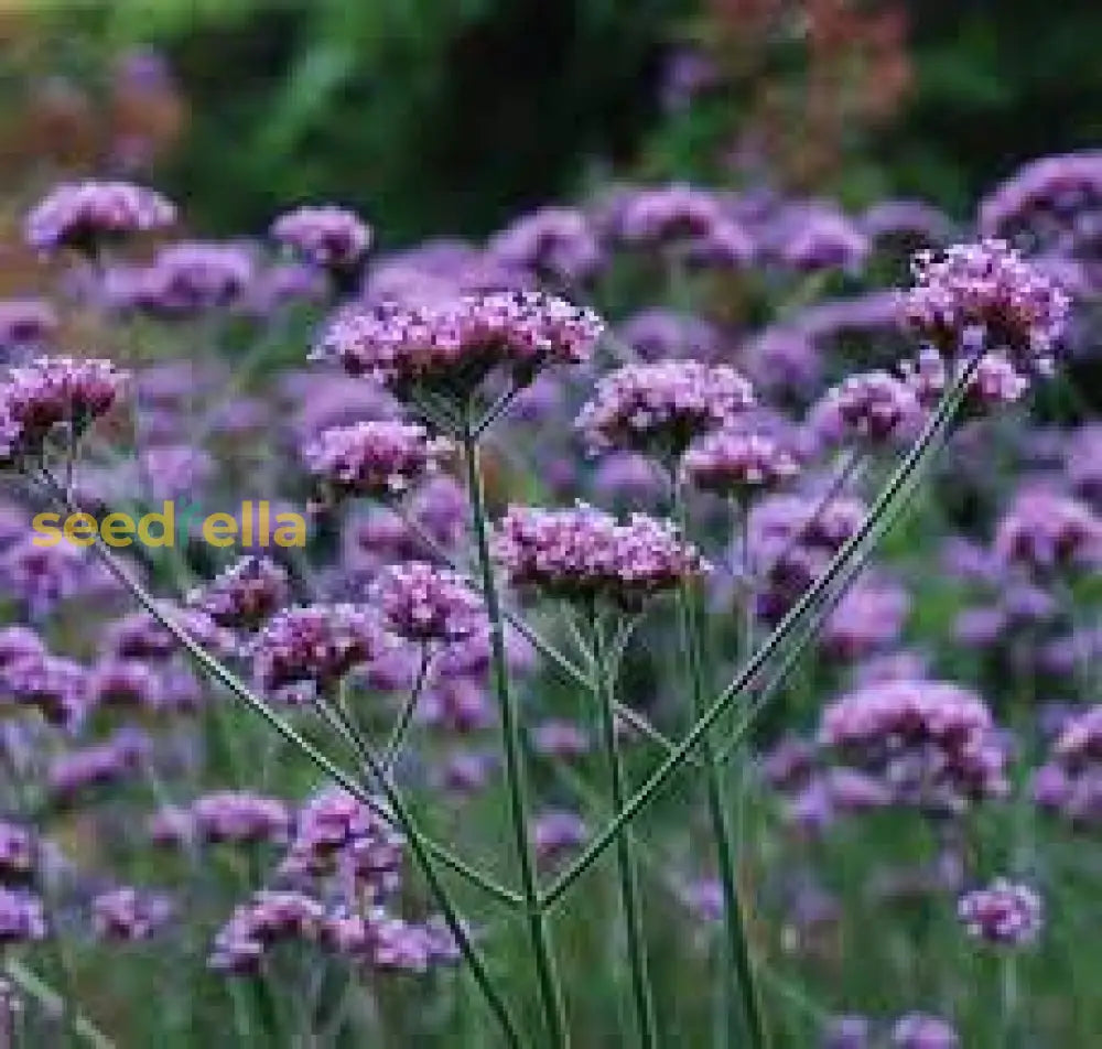 Purple Verbena Flower Seeds For Vibrant Garden Planting