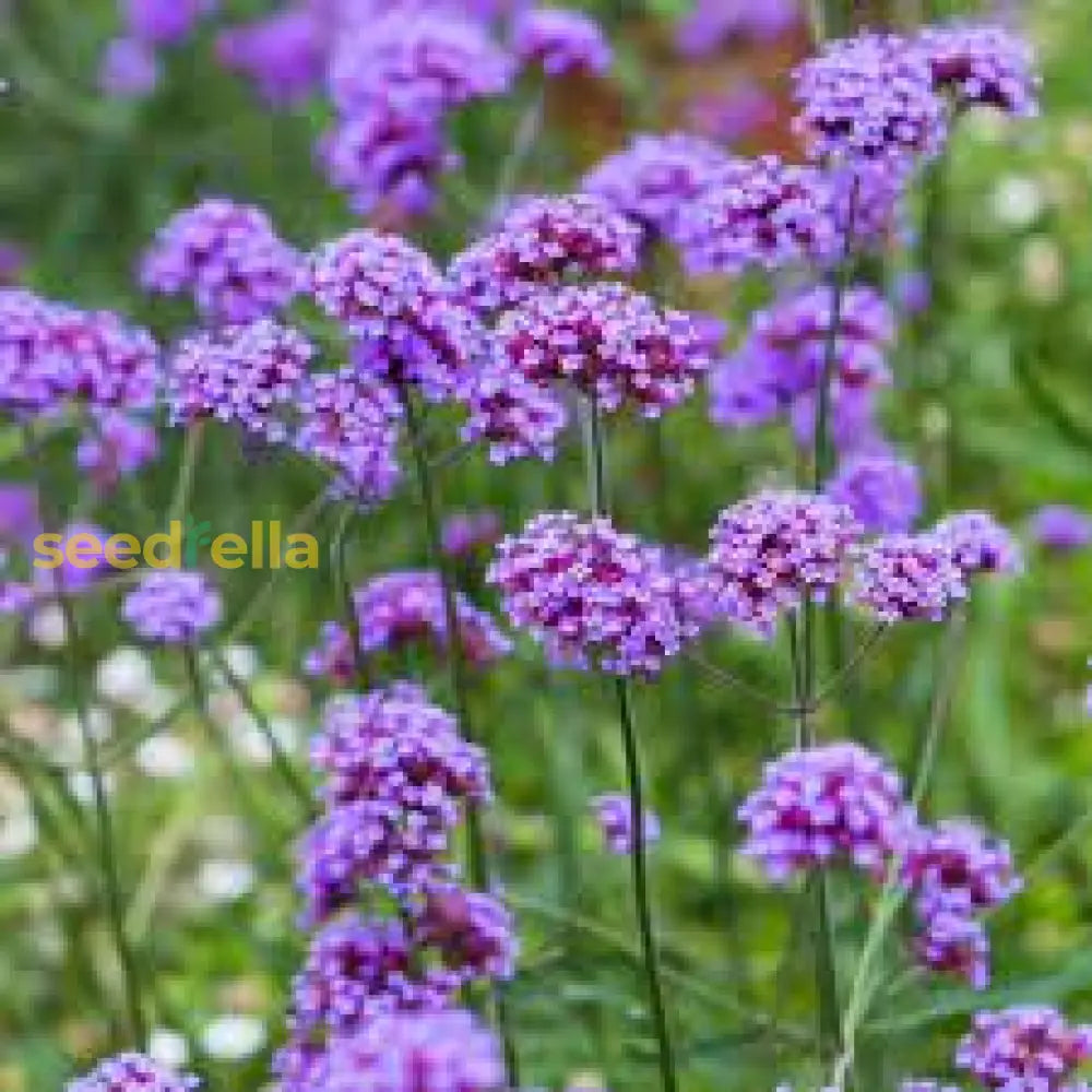 Purple Verbena Flower Seeds For Vibrant Garden Planting