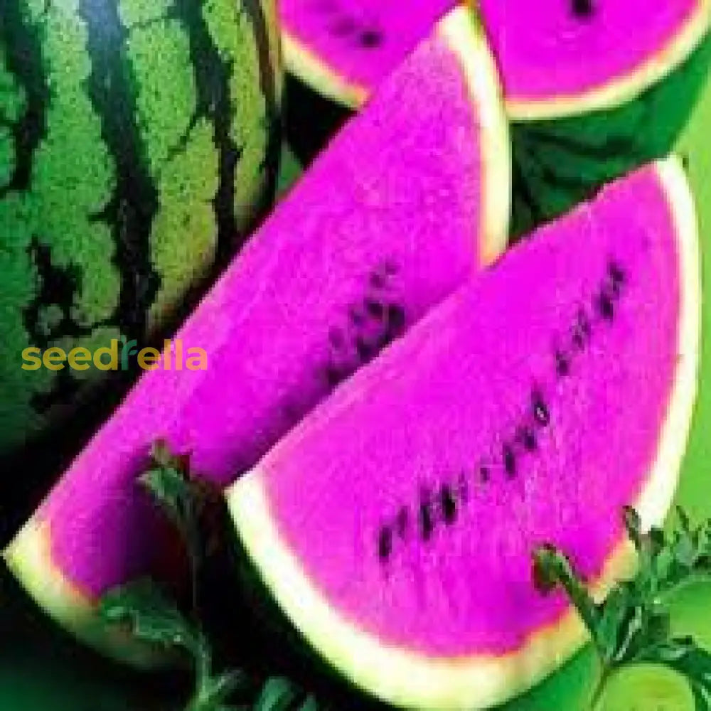Purple Watermelon Seeds for Planting Sweet Tropical Fruits