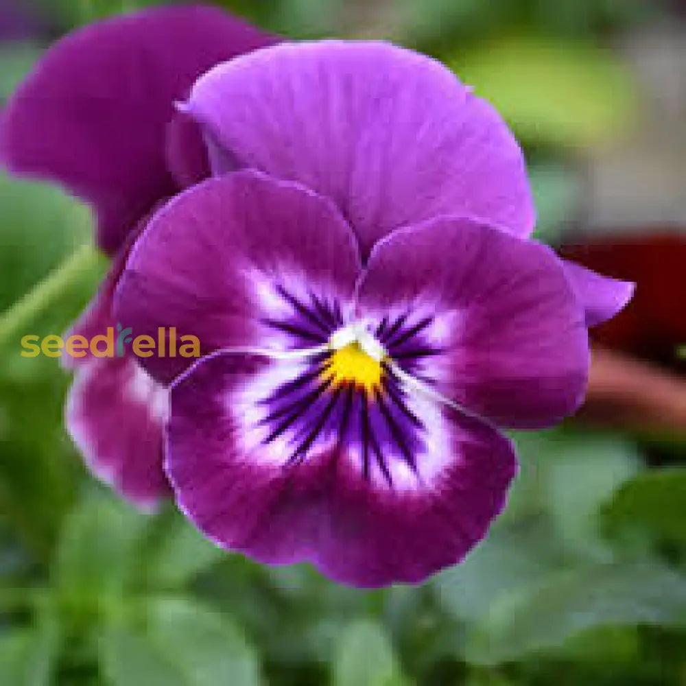 Purple Wavy Viola Planting Seeds For Fall & Spring Gardens Flower