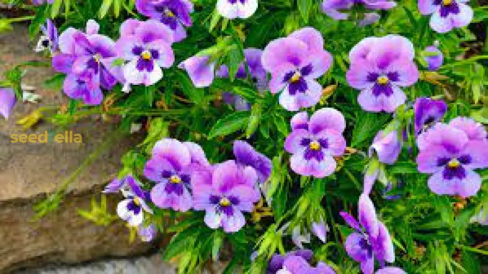 Purple Wavy Viola Planting Seeds For Fall & Spring Gardens Flower