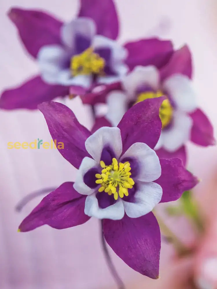 Purple & White Aquilegia Flower Seeds For Planting