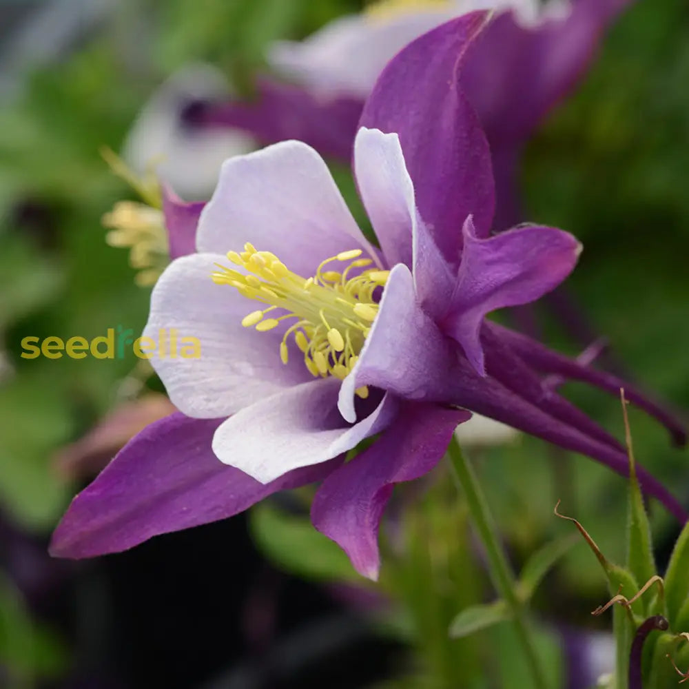 Purple & White Aquilegia Flower Seeds For Planting