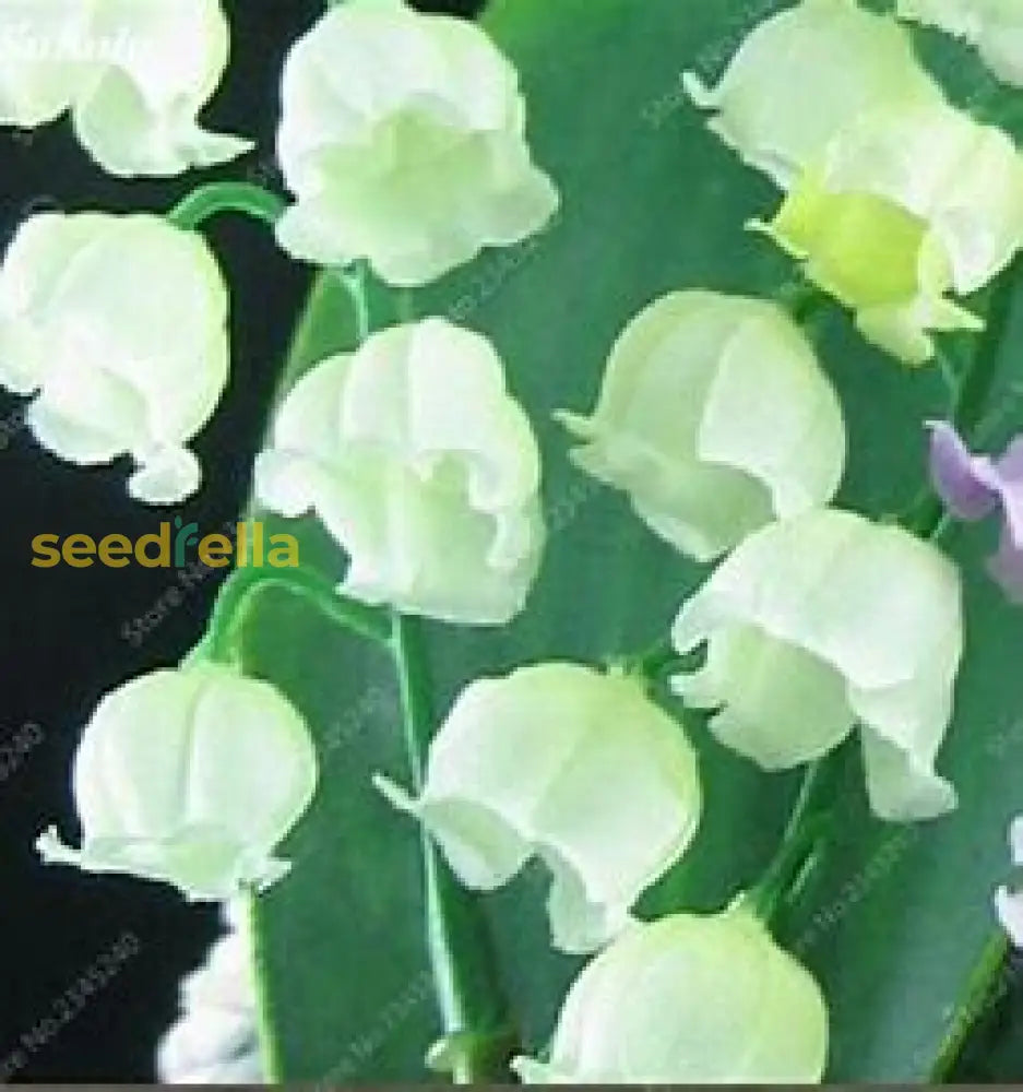 Purple & White Bell Orchid Seeds For Planting Flower Garden Plant Seeds