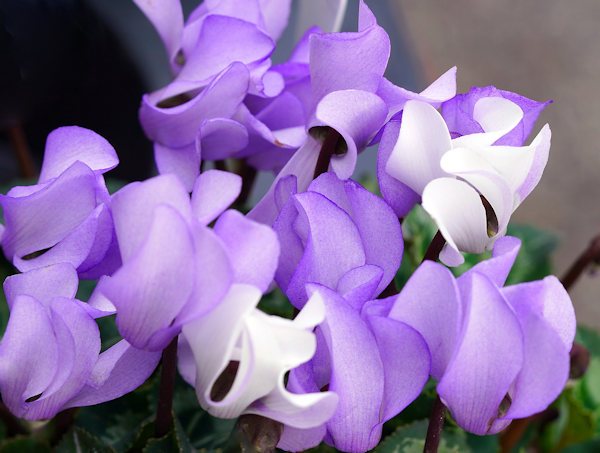 Purple and white Cyclamen seeds for planting