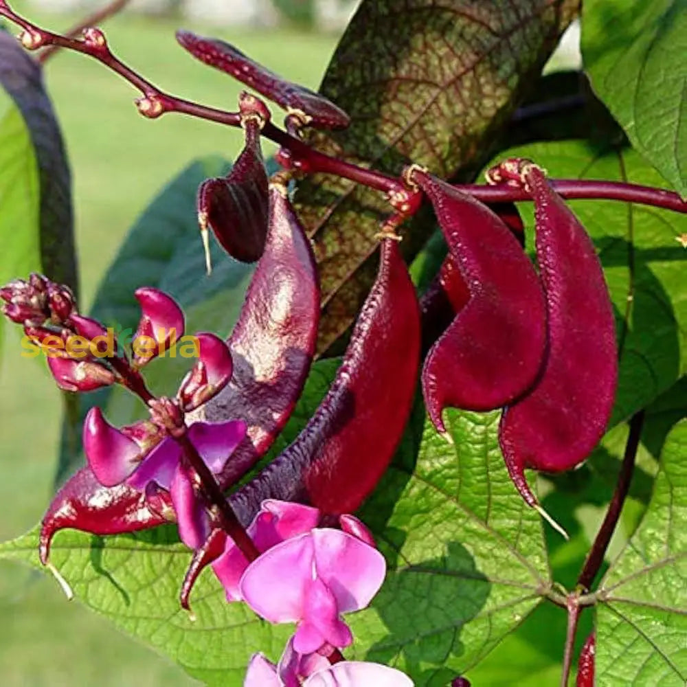 Purple and White lima bean plants growing in garden