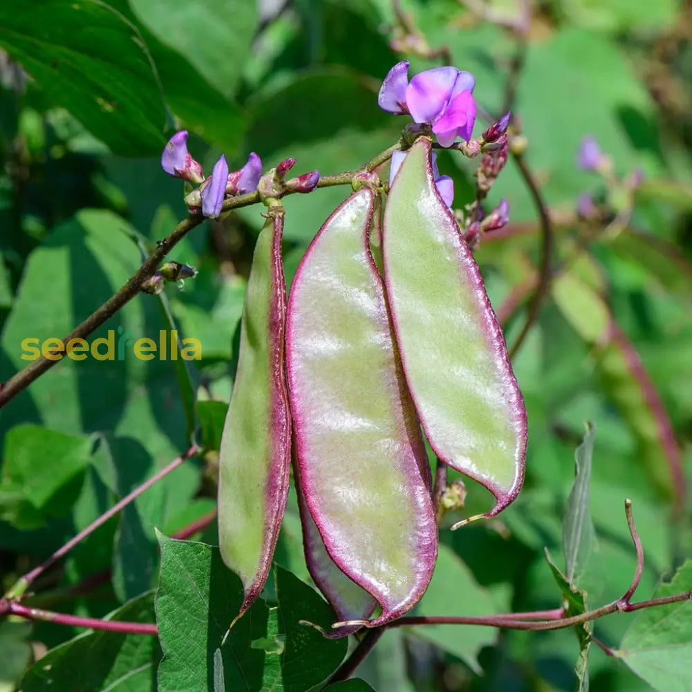 High quality Purple and White lima bean seeds closeup