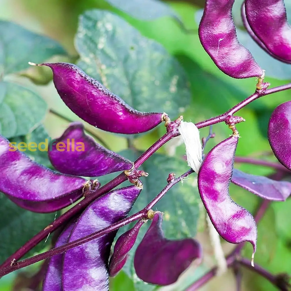 Purple and White lima bean seeds for planting non GMO