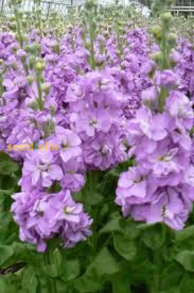 Purple & White Matthiola Incana Seeds For Easy Planting