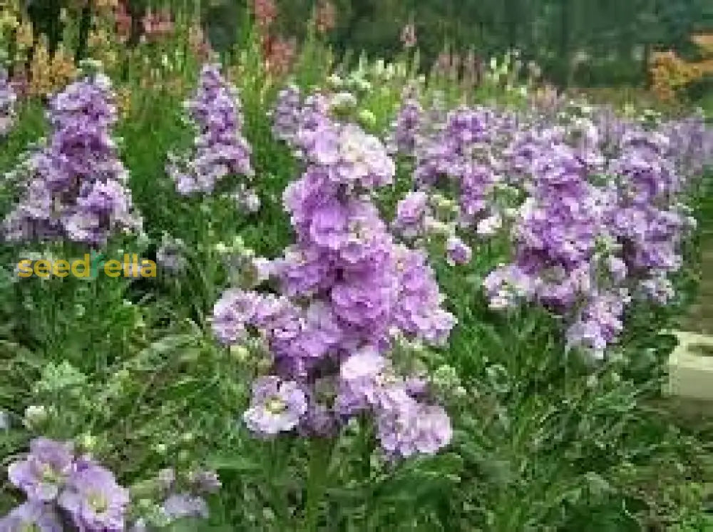 Purple & White Matthiola Incana Seeds For Easy Planting