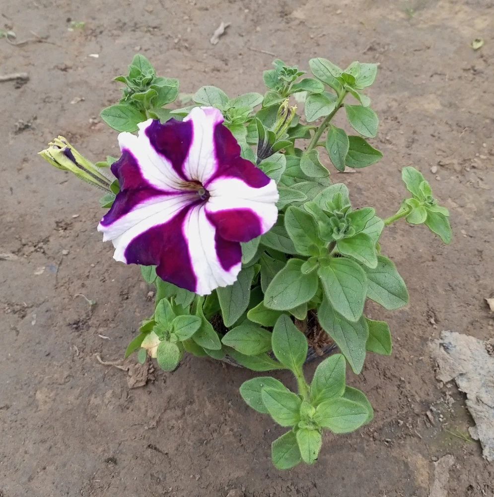 Purple & White Petunia Flower seeds for Planting - Garden Favorite, Heirloom & GMO Free Seeds for Home Garden
 
 Sale for planting in home garden