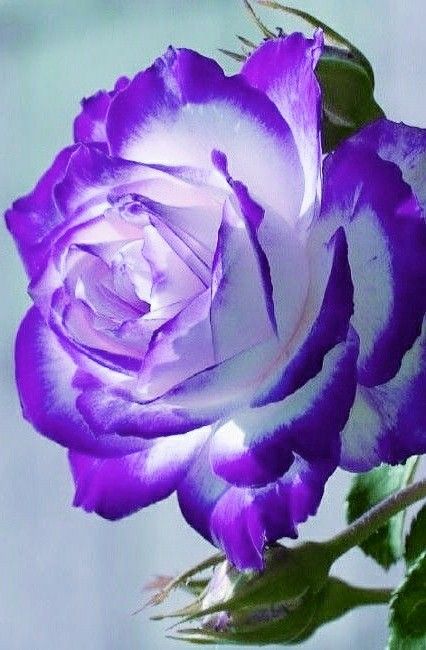 Purple & White Rose Flower Seeds for Planting