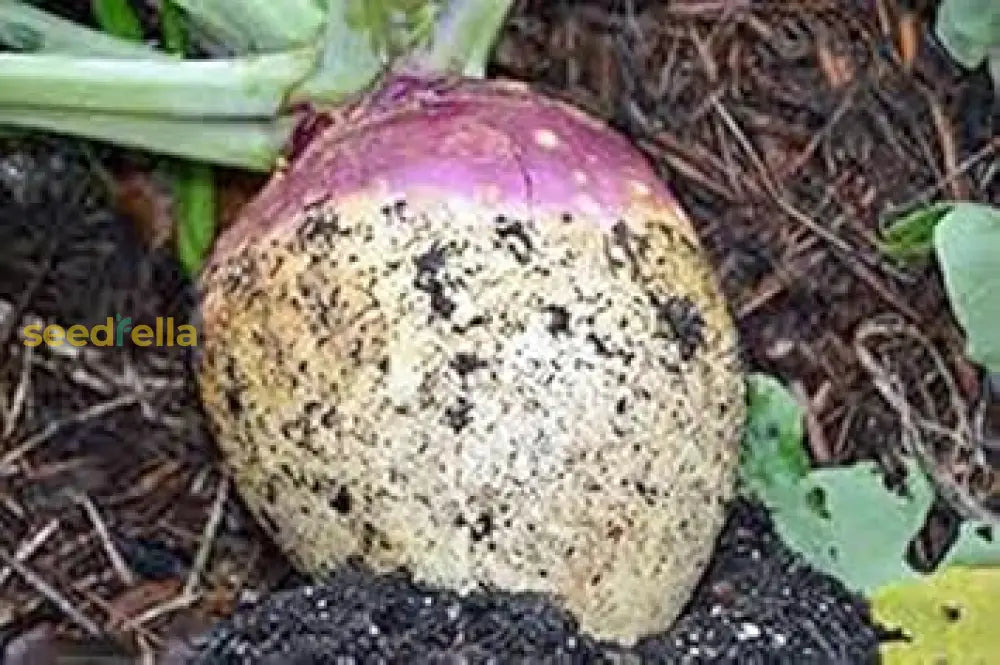 Purple White Rutabaga Seeds For Planting Vegetable Seeds