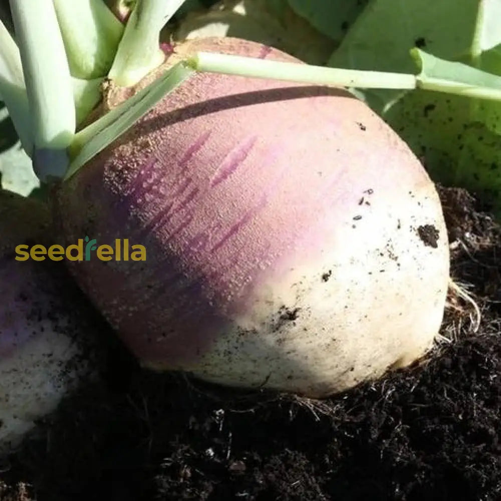 Purple White Rutabaga seeds for planting