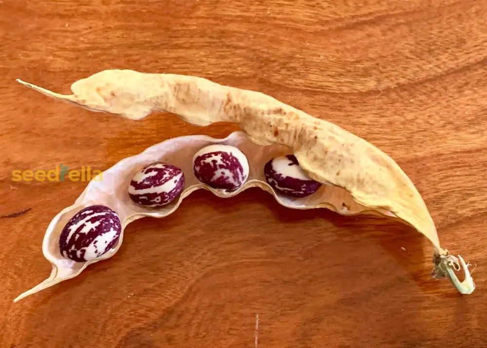 Purple and white Stallard pods on vine