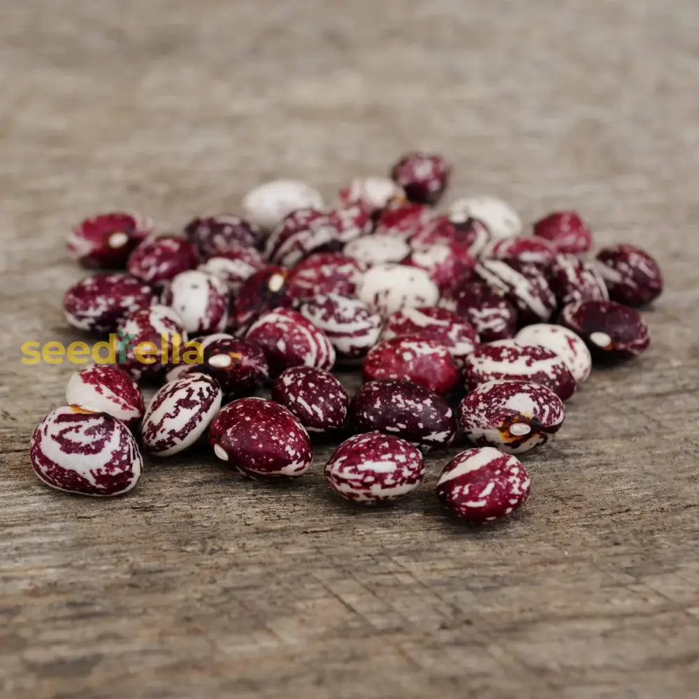 Purple White Stallard vegetable seeds for planting