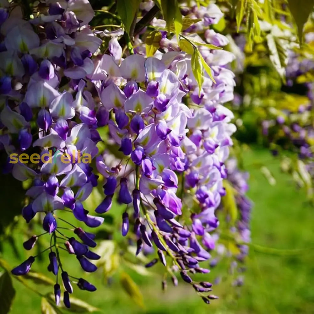 Purple Wisteria Bonsai Seeds For Planting  Elegant Perennial Blooms Flower