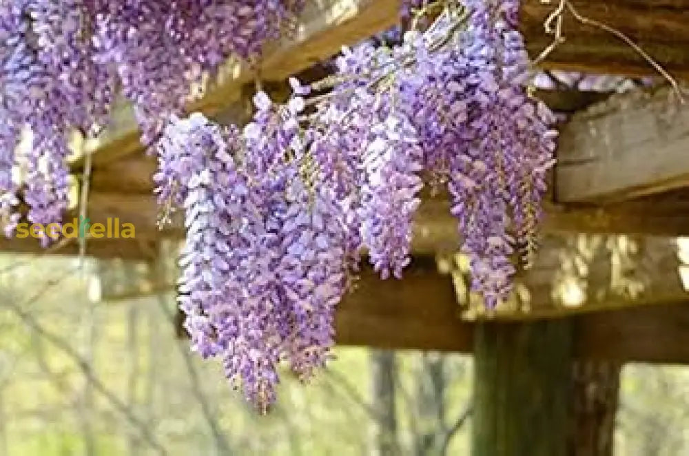 Purple Wisteria Bonsai Seeds For Planting  Elegant Perennial Blooms Flower