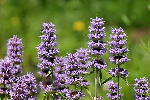 Purple Wood Mint seeds Blephilia ciliata