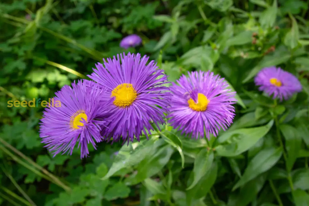 Purple Yellow Erigeron Flower Seeds For Vibrant Planting