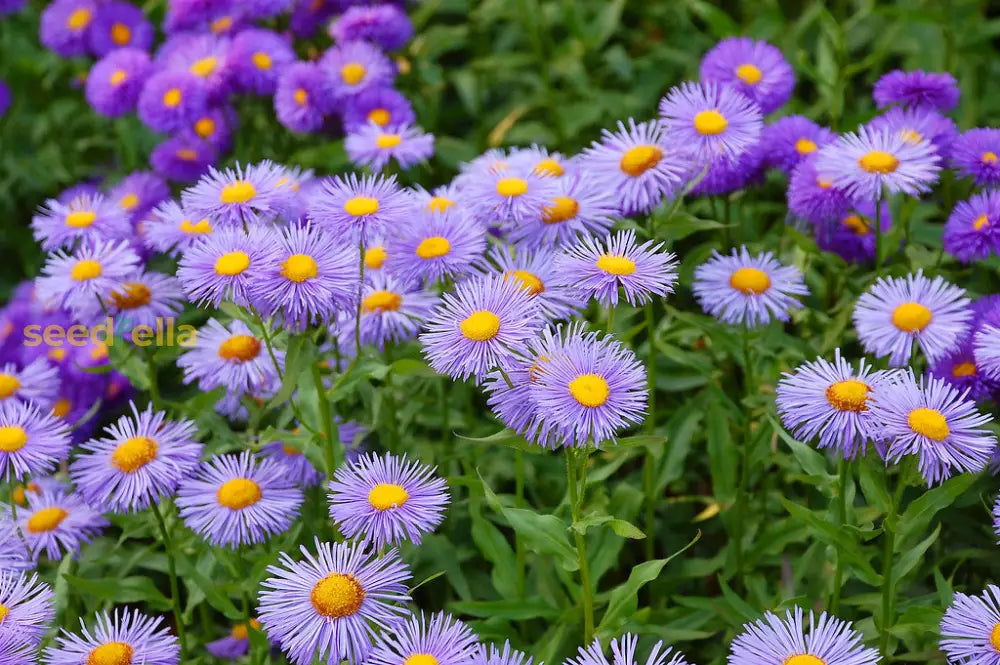 Purple Yellow Erigeron Flower Seeds For Vibrant Planting