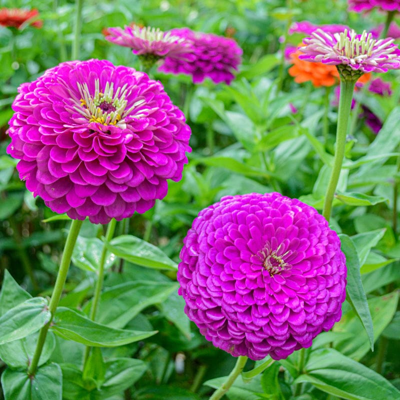 Purple & Yellow Zinnia Flower Seeds for Planting