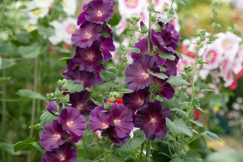 Dark Purple Althaea Rosea Flower Seeds For Exotic Charm In Your Garden