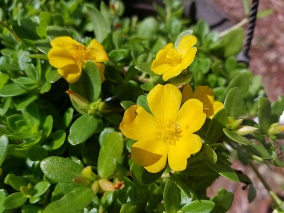 Young Golden Purslane Seedlings Growing in Soil