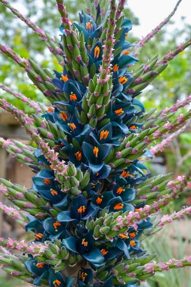 Puya Alpestris Sapphire Tower Seeds – Violet Exotic Blooms
