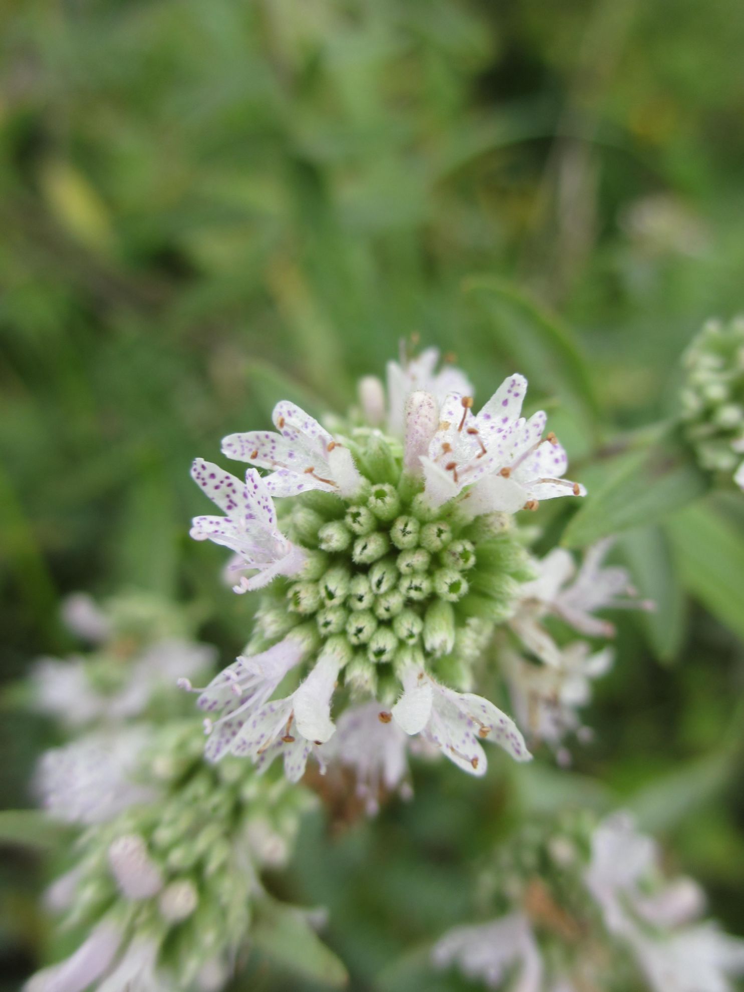 Pycnanthemum growing in native outdoor gardens