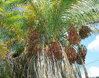 Pygmy Date Palm growing indoors in decorative pot
