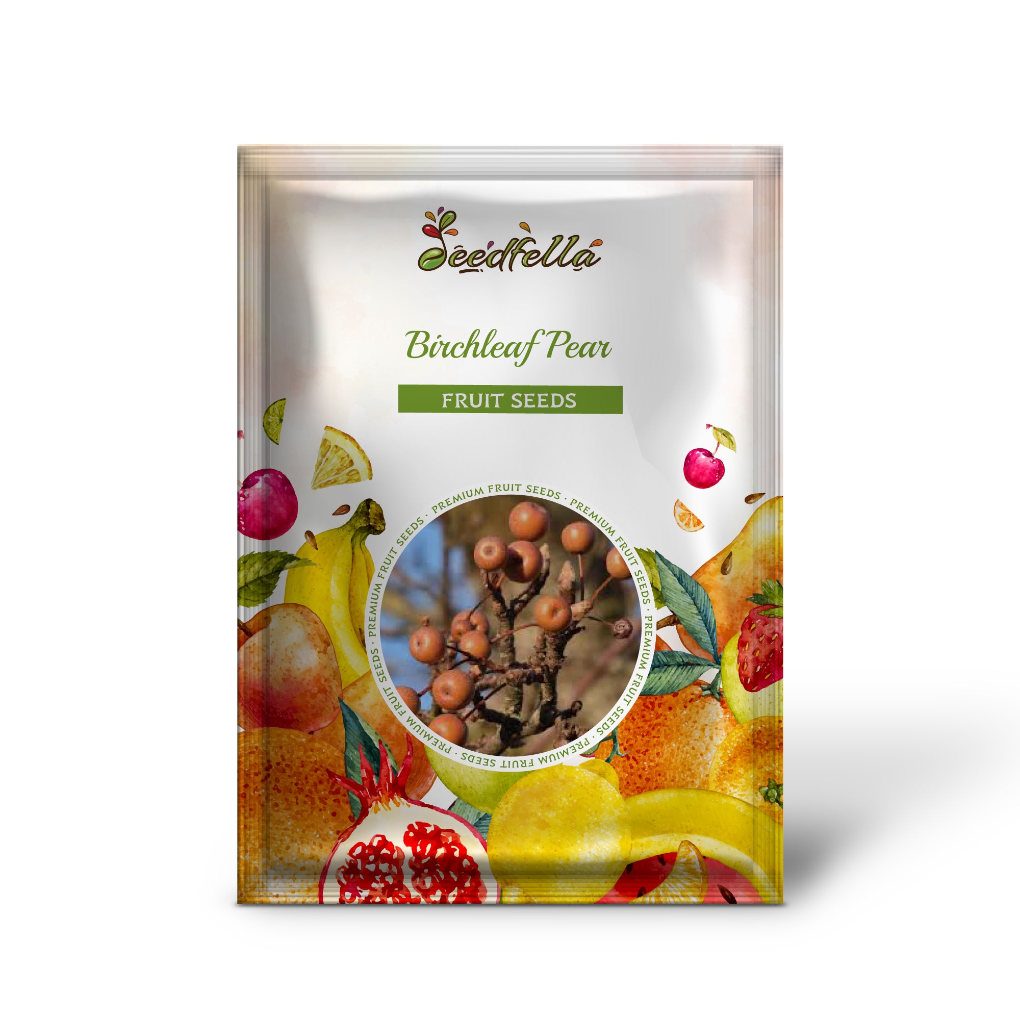 Pyrus betulifolia birchleaf pear seeds showing white spring blossoms